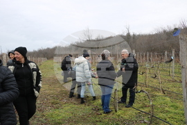 Балчик - Ботаническа градина - зарязване на лоза