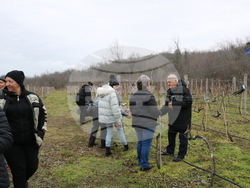 Балчик - Ботаническа градина - зарязване на лоза