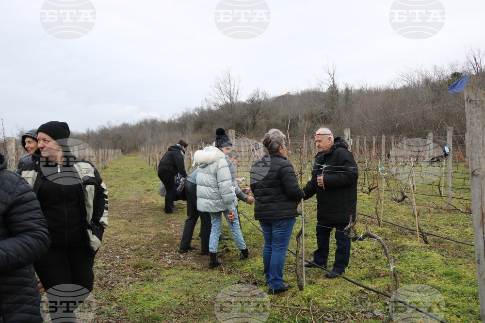 Балчик - Ботаническа градина - зарязване на лоза