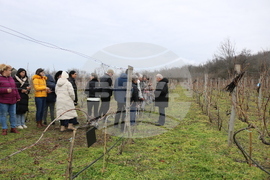 Балчик - Ботаническа градина - зарязване на лоза