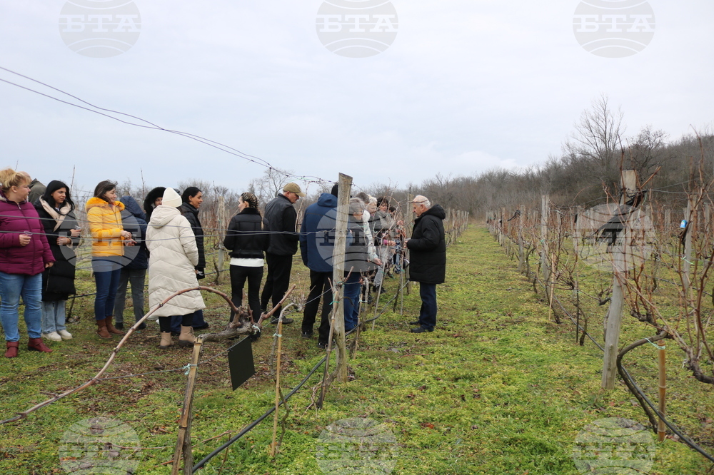 Балчик - Ботаническа градина - зарязване на лоза