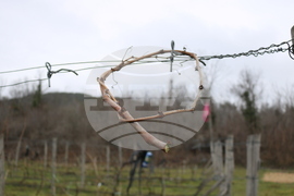 Балчик - Ботаническа градина - зарязване на лоза