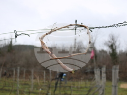 Балчик - Ботаническа градина - зарязване на лоза