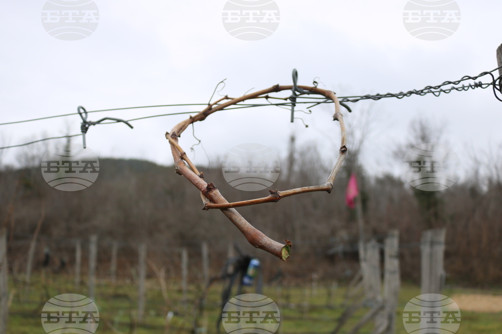 Балчик - Ботаническа градина - зарязване на лоза