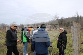 Балчик - Ботаническа градина - зарязване на лоза