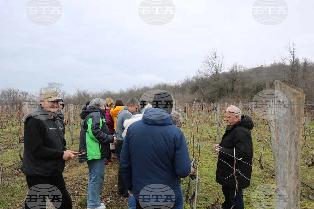 Балчик - Ботаническа градина - зарязване на лоза