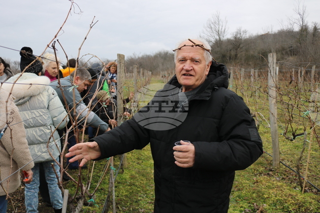 Балчик - Ботаническа градина - зарязване на лоза