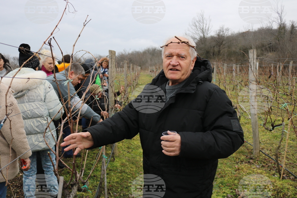 Балчик - Ботаническа градина - зарязване на лоза