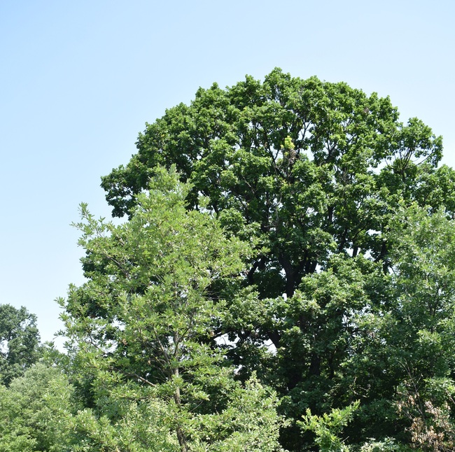 Four Centuries-old Trees Declared Protected by Environment and Water Minister