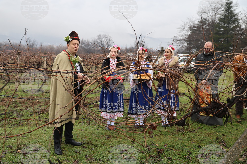 Село Брестник - Ритуал по зарязване на лозята