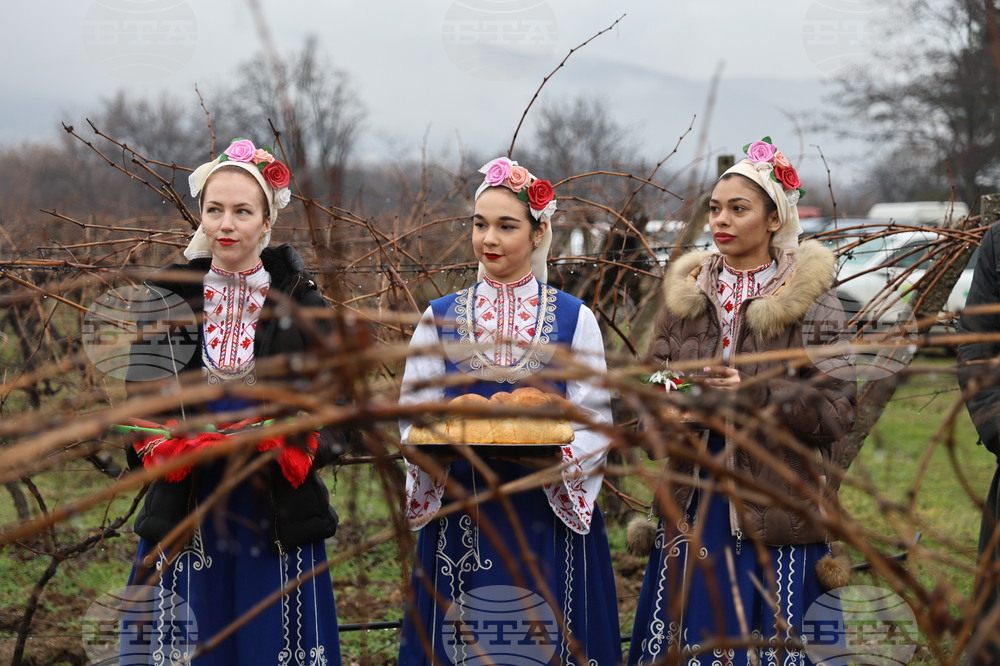 Село Брестник - Ритуал по зарязване на лозята