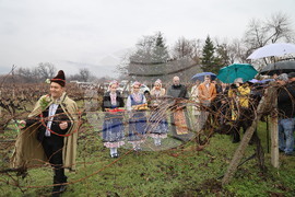Село Брестник - Ритуал по зарязване на лозята