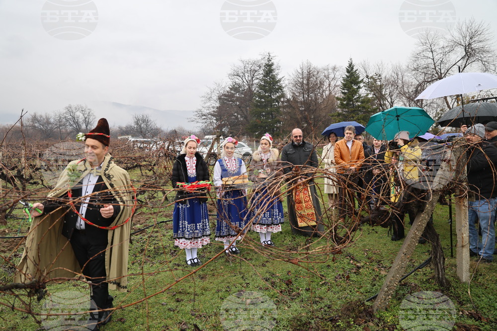 Село Брестник - Ритуал по зарязване на лозята