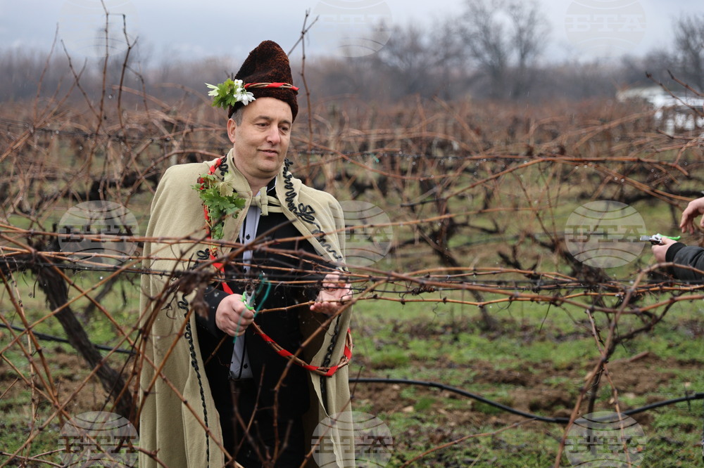 Село Брестник - Ритуал по зарязване на лозята