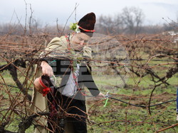 Село Брестник - Ритуал по зарязване на лозята