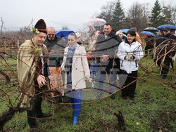 Село Брестник - Ритуал по зарязване на лозята