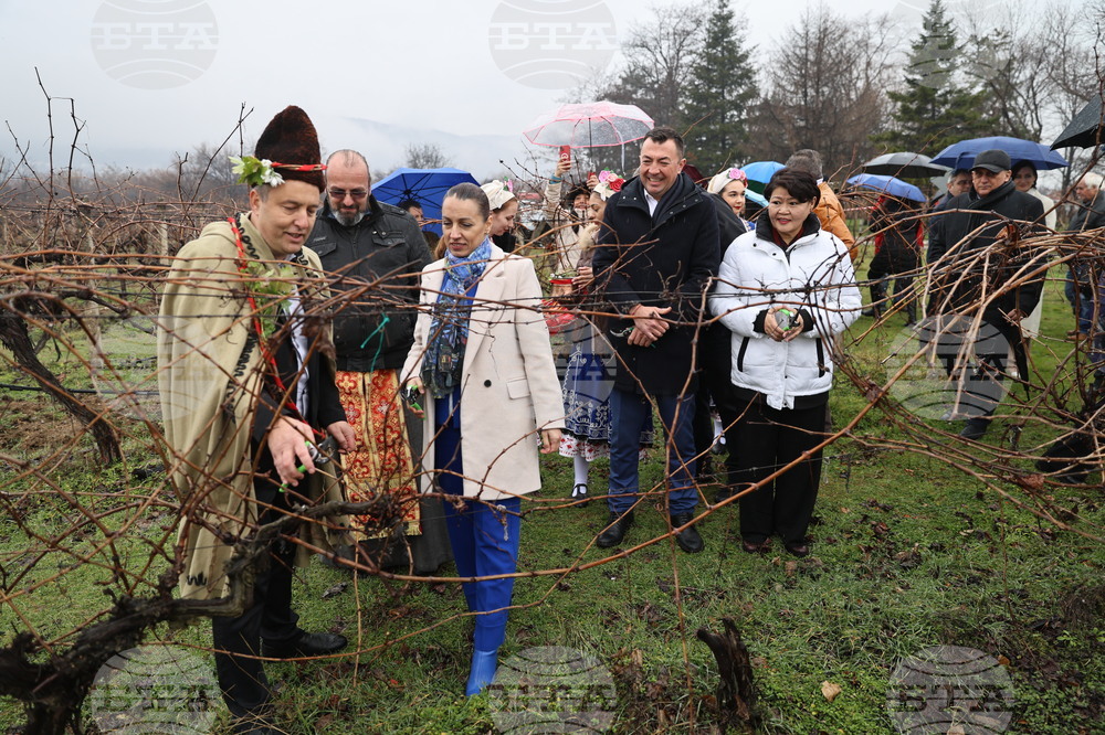 Село Брестник - Ритуал по зарязване на лозята