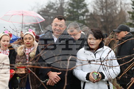 Село Брестник - Ритуал по зарязване на лозята