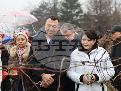 Село Брестник - Ритуал по зарязване на лозята