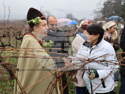 Село Брестник - Ритуал по зарязване на лозята