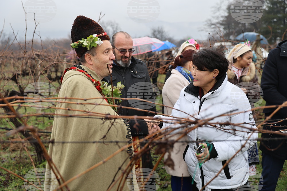 Село Брестник - Ритуал по зарязване на лозята
