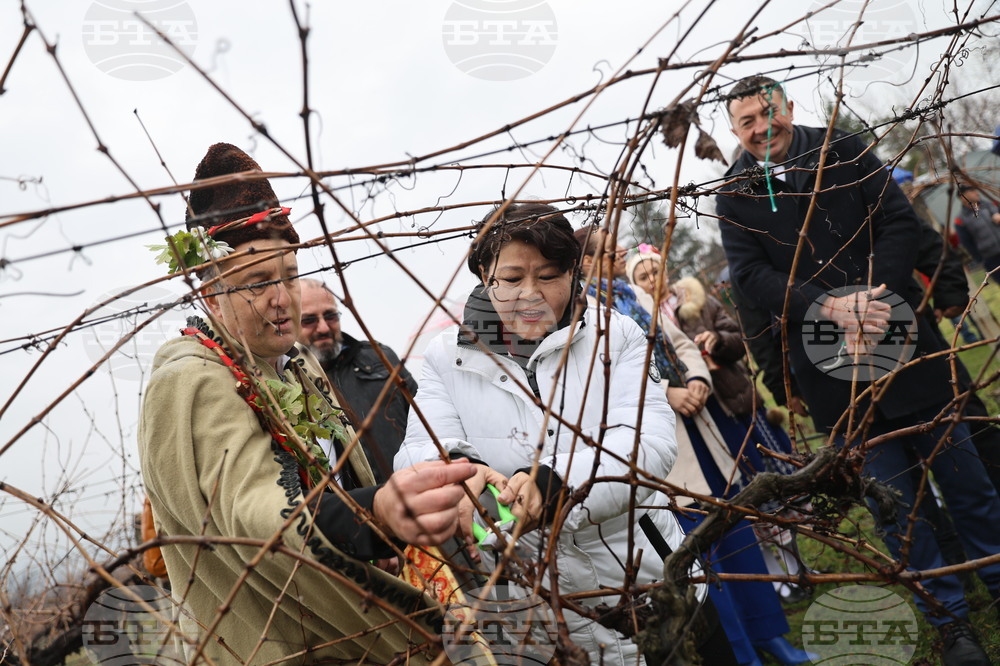 Bulgarian Wineries Made 66 Mln Litres of Wine in 2025