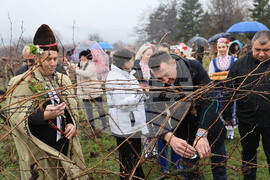 Село Брестник - Ритуал по зарязване на лозята