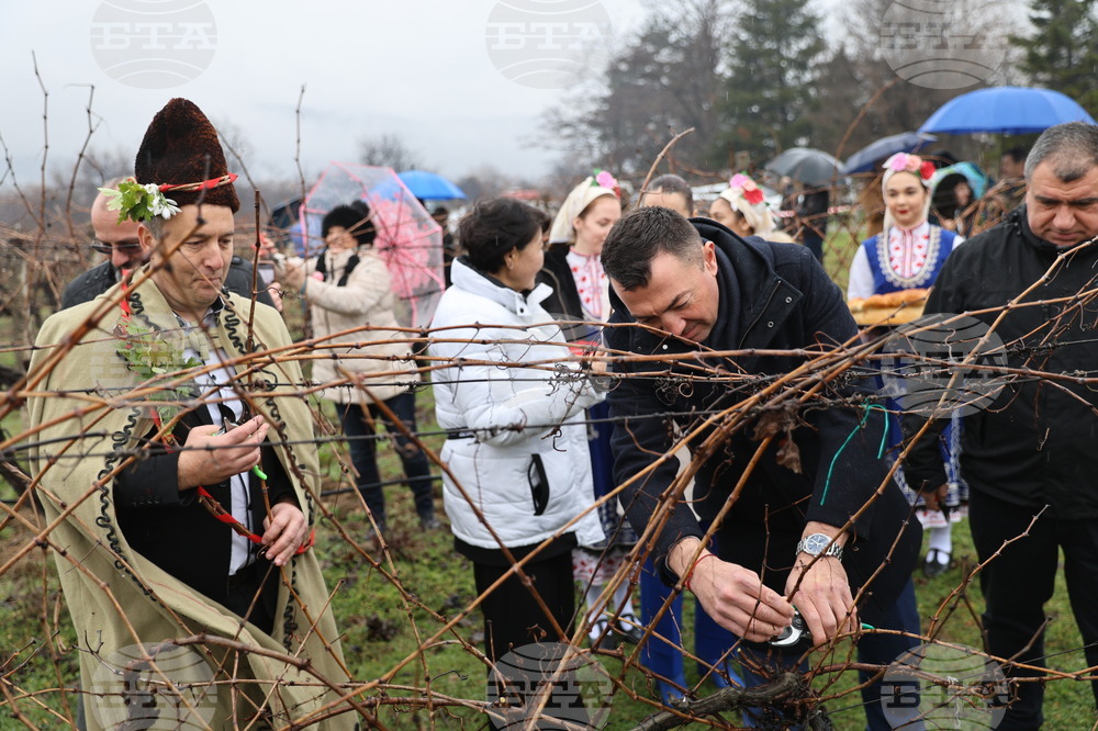 Село Брестник - Ритуал по зарязване на лозята