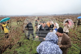 Село Брестник - Ритуал по зарязване на лозята