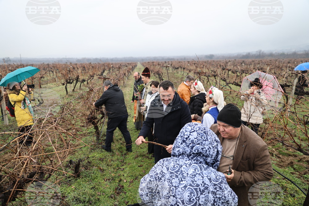 Село Брестник - Ритуал по зарязване на лозята