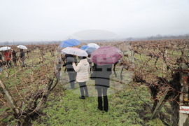 Село Брестник - Ритуал по зарязване на лозята