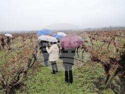 Село Брестник - Ритуал по зарязване на лозята