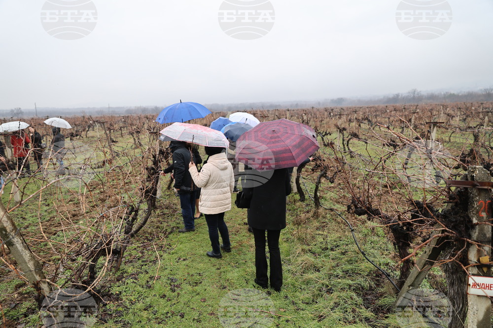 Село Брестник - Ритуал по зарязване на лозята