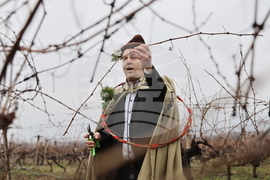 Село Брестник - Ритуал по зарязване на лозята