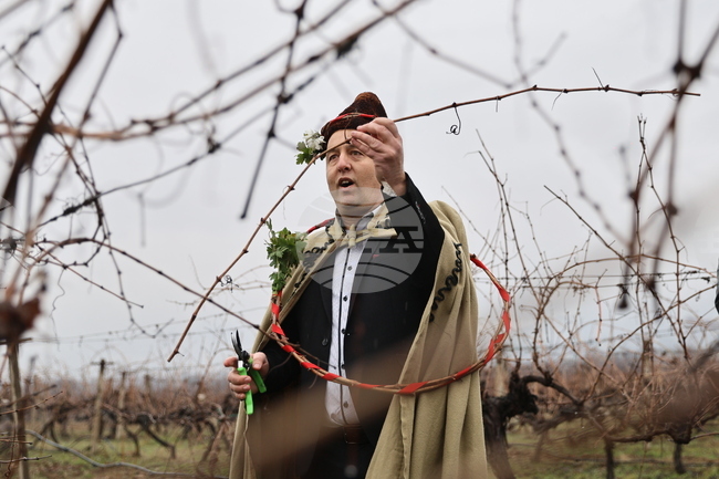 Село Брестник - Ритуал по зарязване на лозята