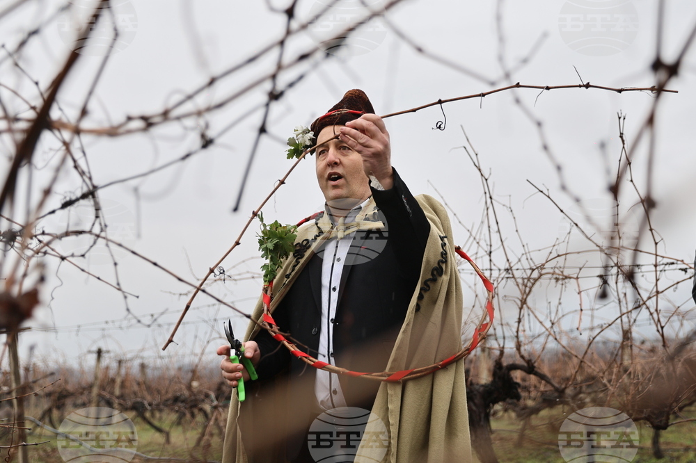 Село Брестник - Ритуал по зарязване на лозята