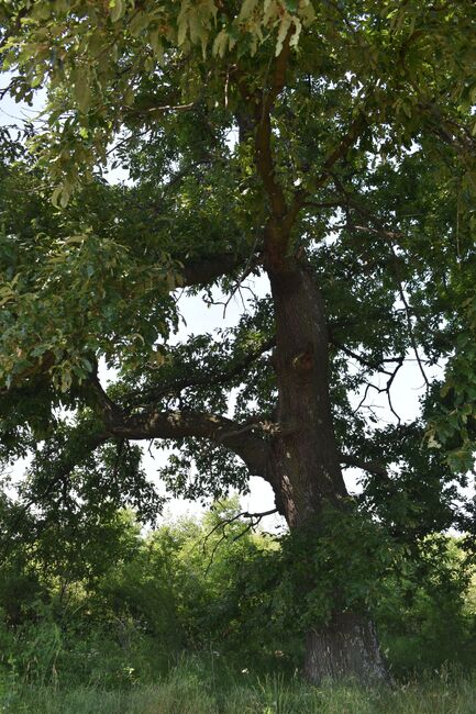 МОСВ: Нови четири вековни дървета са обявени за защитени