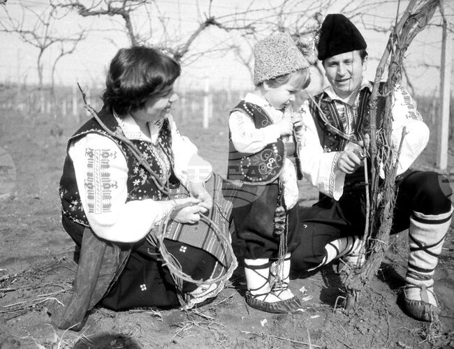 Ден на лозаря