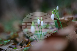 Село Твърдица - природа - цветя