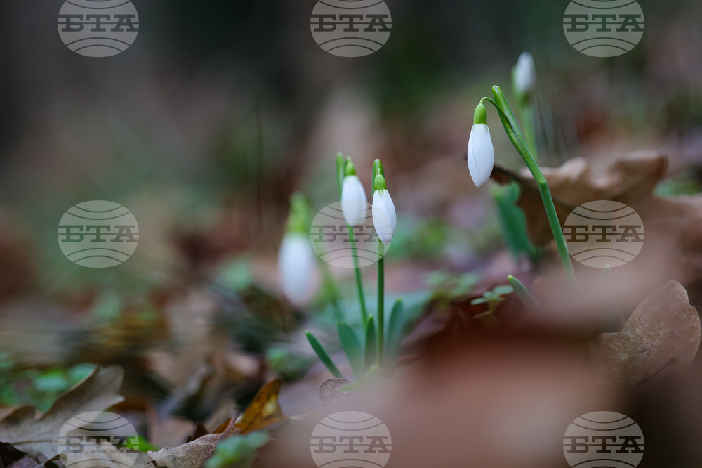 Село Твърдица - природа - цветя