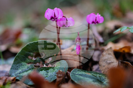 Село Твърдица - природа - цветя