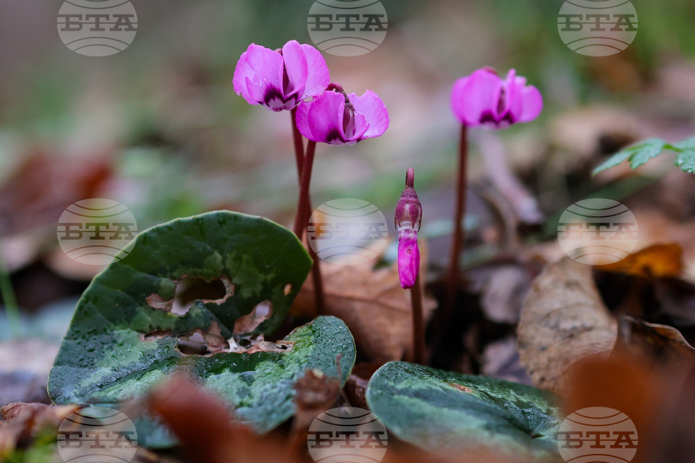 Село Твърдица - природа - цветя