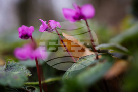 Село Твърдица - природа - цветя