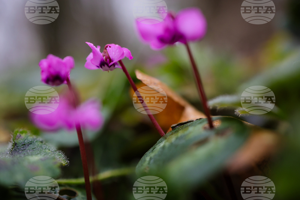 Село Твърдица - природа - цветя