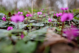 Село Твърдица - природа - цветя