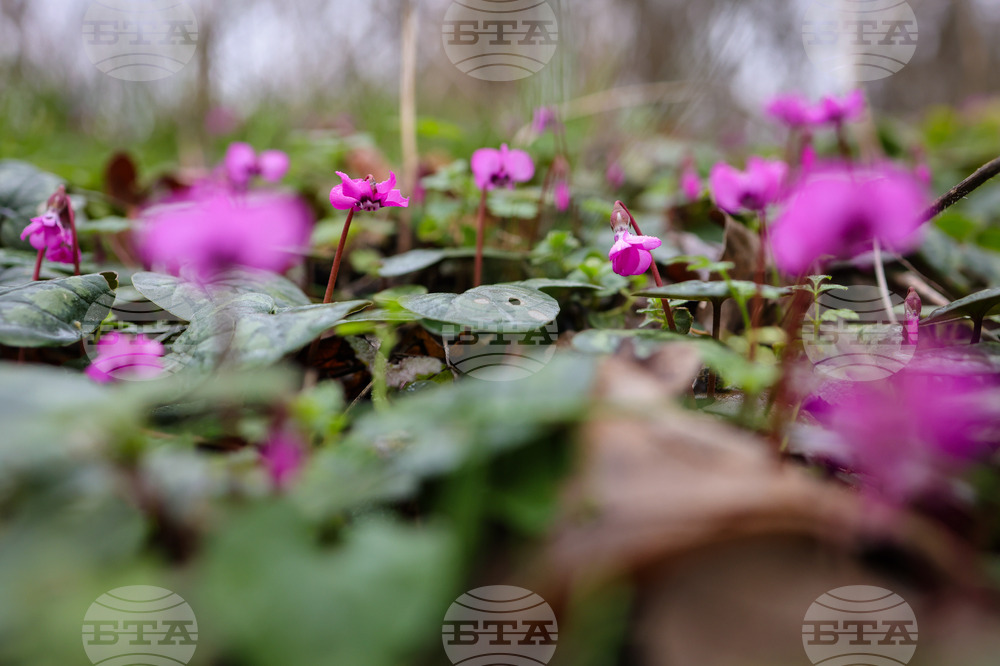 Село Твърдица - природа - цветя