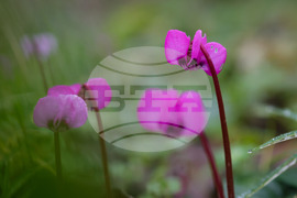 Село Твърдица - природа - цветя