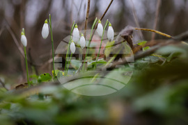 Село Твърдица - природа - цветя
