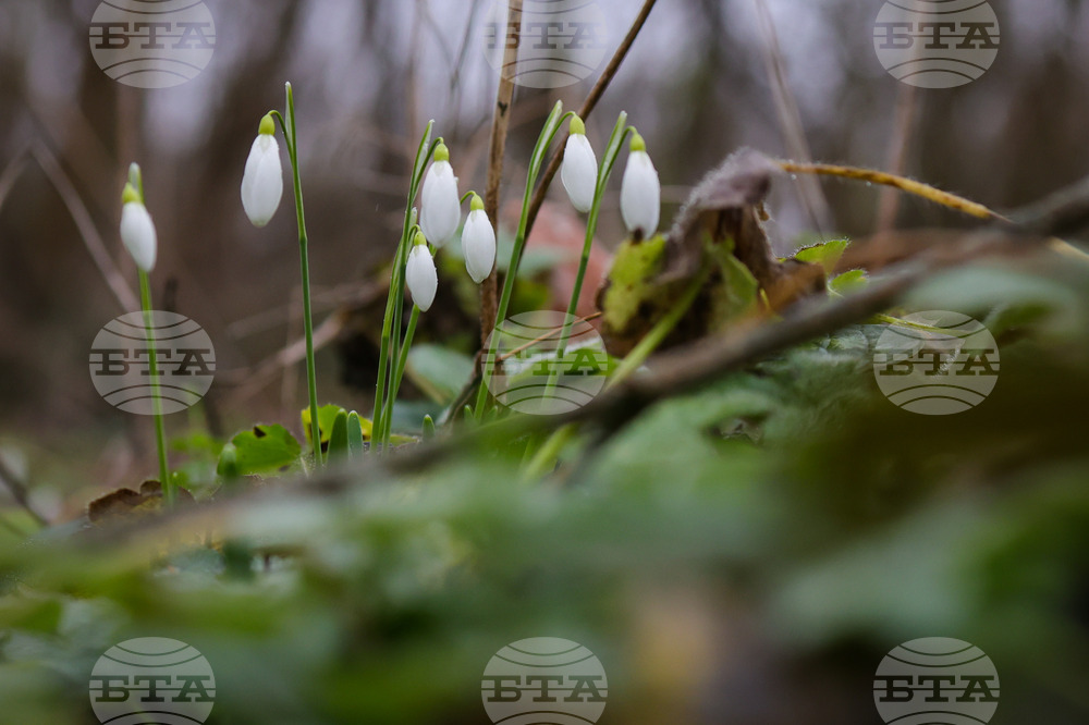 Село Твърдица - природа - цветя