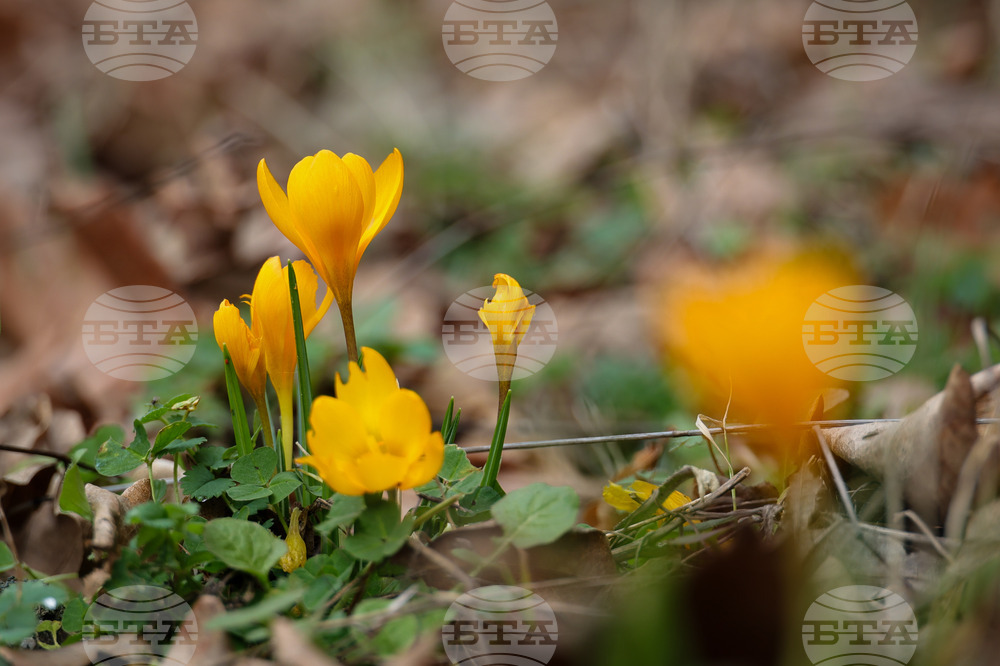 Село Твърдица - природа - цветя